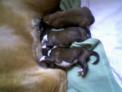 de L'Enfer Vert - Naissance des chiots de Fedler avec Cassiopée