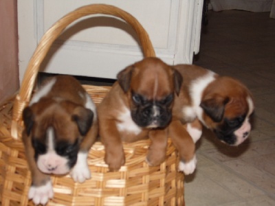 de L'Enfer Vert - chiots de Fedler et Cassiopée à 1 mois !