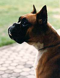 CH. Beryl de L'Enfer Vert